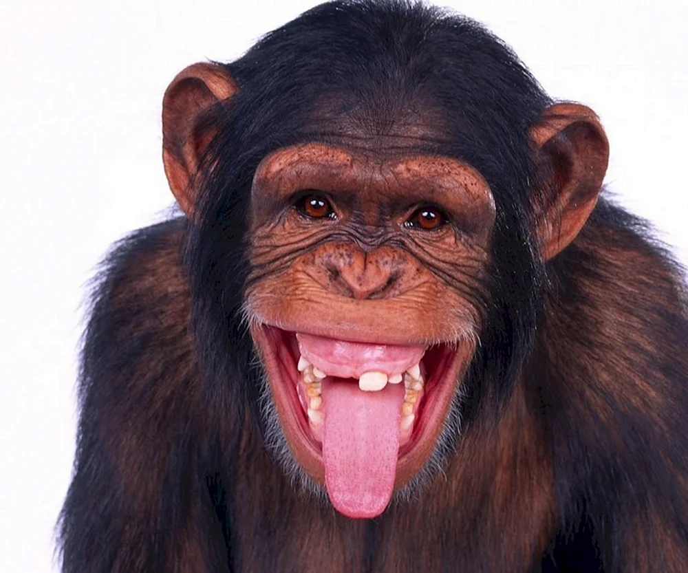 Affe lachend