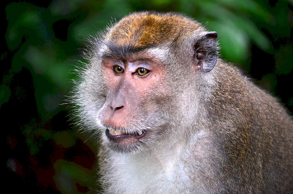 Macaca rhesus
