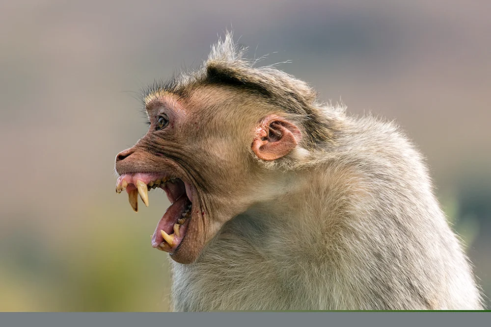 Rhesus-Affen