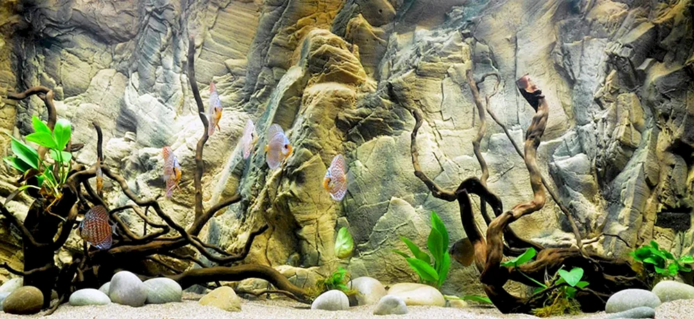 Aquarienhintergrund
