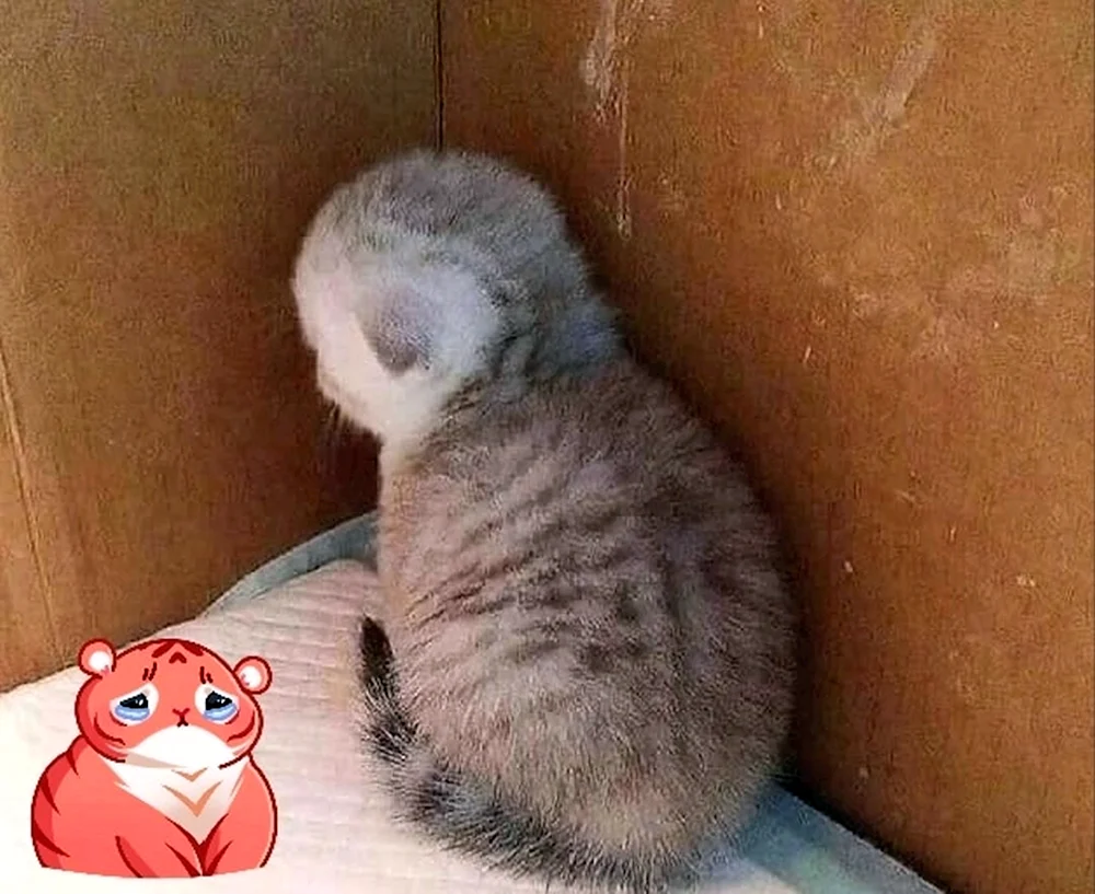 Misshandelte Katze in der Ecke