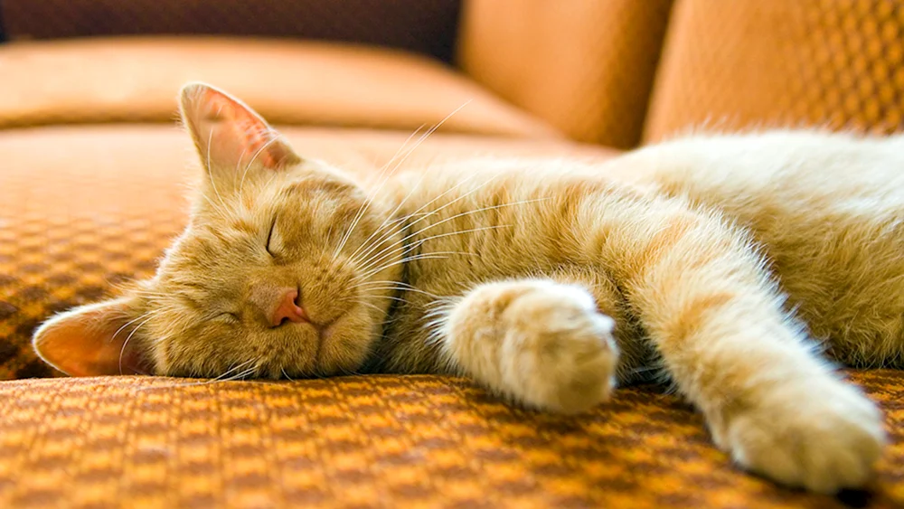 Schlafende Katze