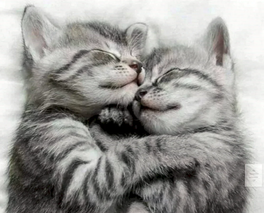 Katzen knuddeln