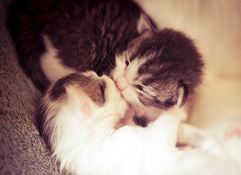 süße Katzen