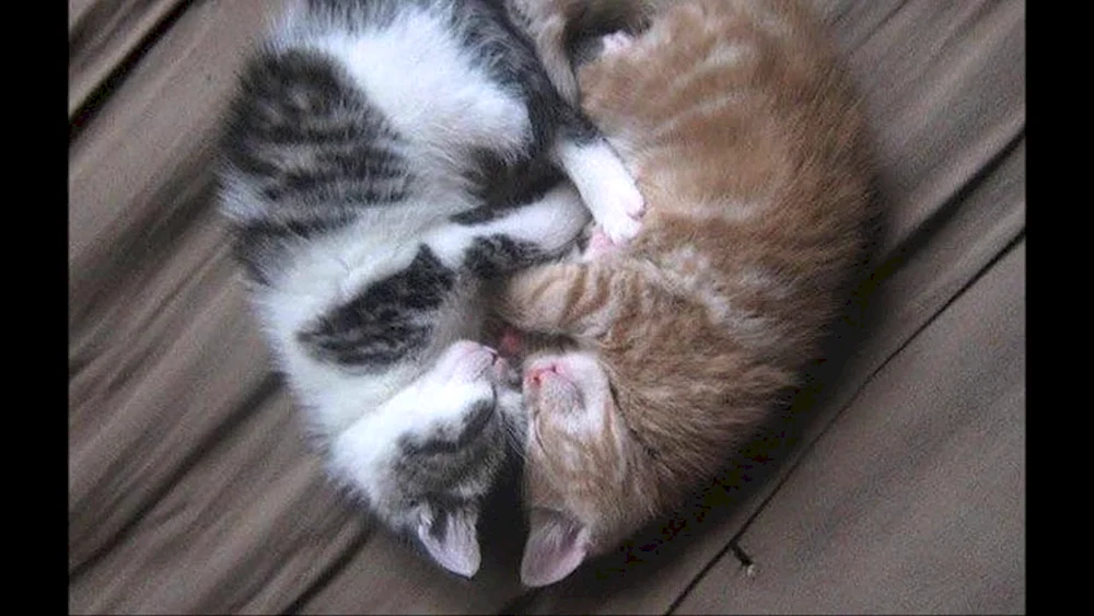 Katze mit Herzen