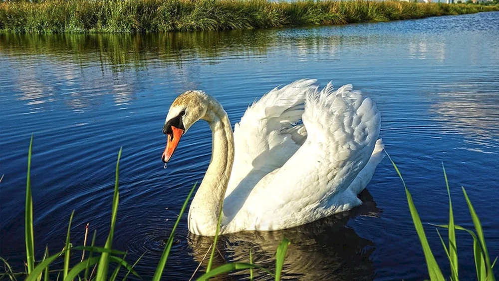 Schwäne im Teich