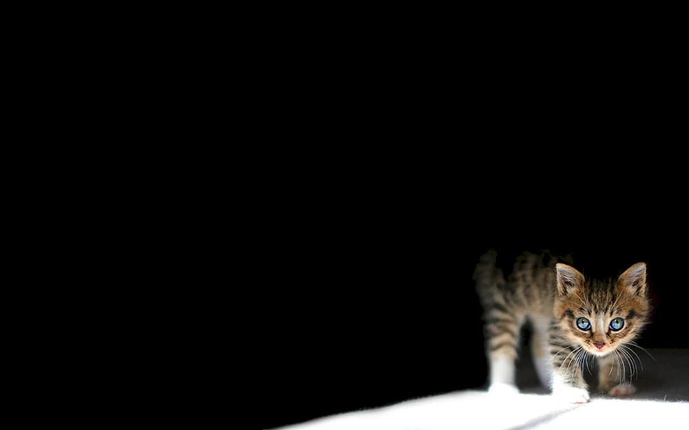 Katzen-Desktop-Hintergrund für Katzen