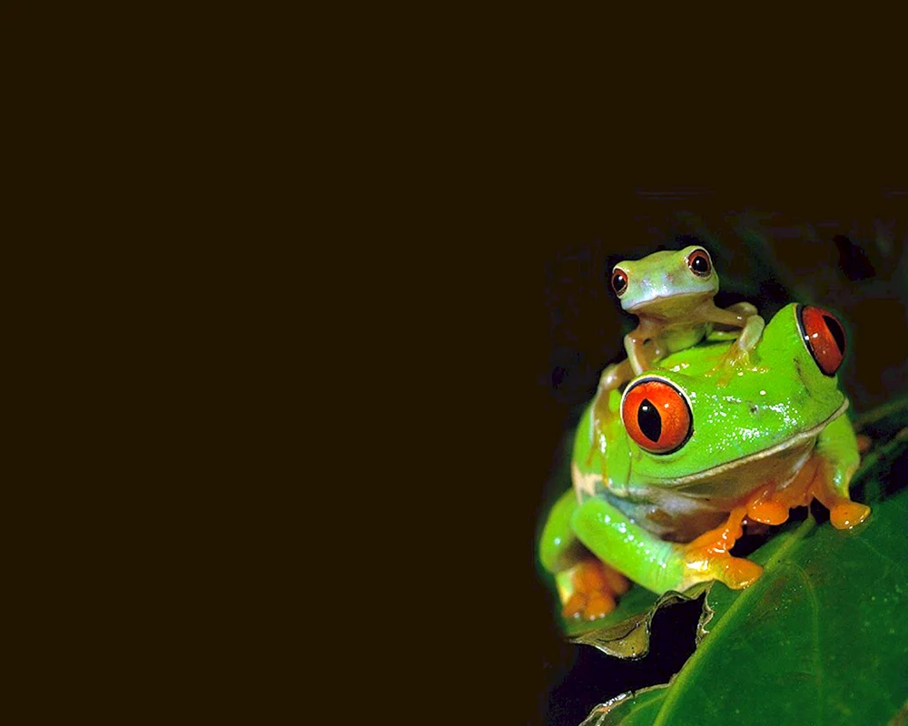 Frosch-Tapete mit Fröschen