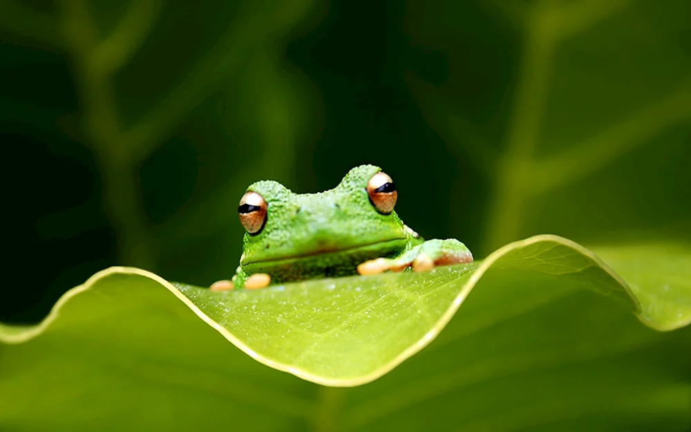 Frosch-Tapete mit Fröschen
