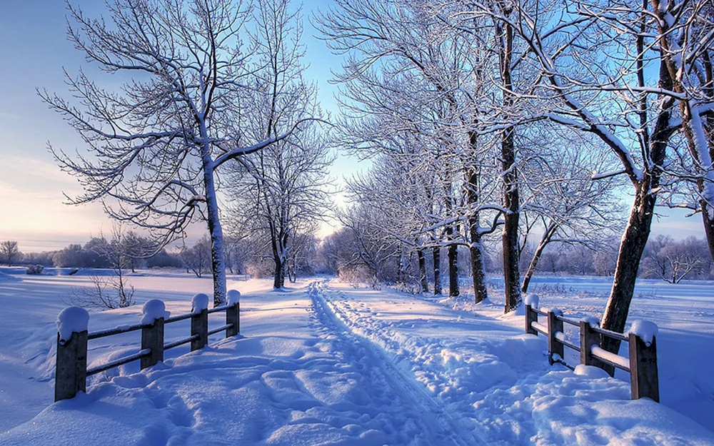 Wintertapete