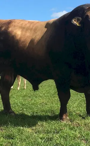 Aubrac Rinderrasse