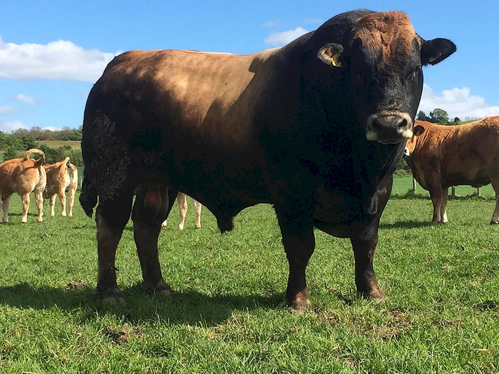 Aubrac Rinderrasse