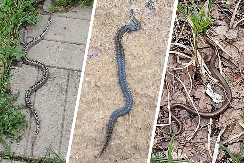 Gemeinsame Viper melanist