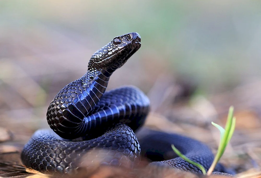 Gemeine Viper melanist