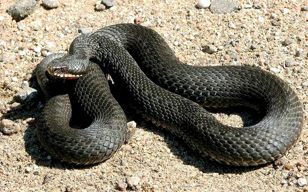 Gemeine Viper melanist