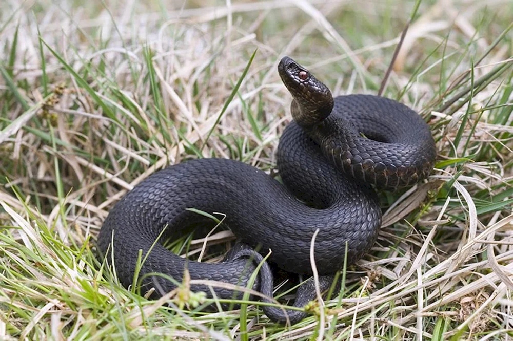 Gemeinsame Viper melanist