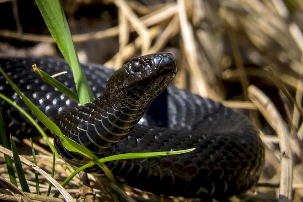 Gemeinsame Viper melanist