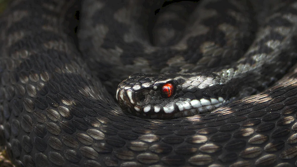 Nikolskis Viper Vipera nikolskii