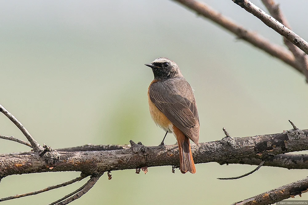 Blaukehlchen Phoenicurus phoenicurus