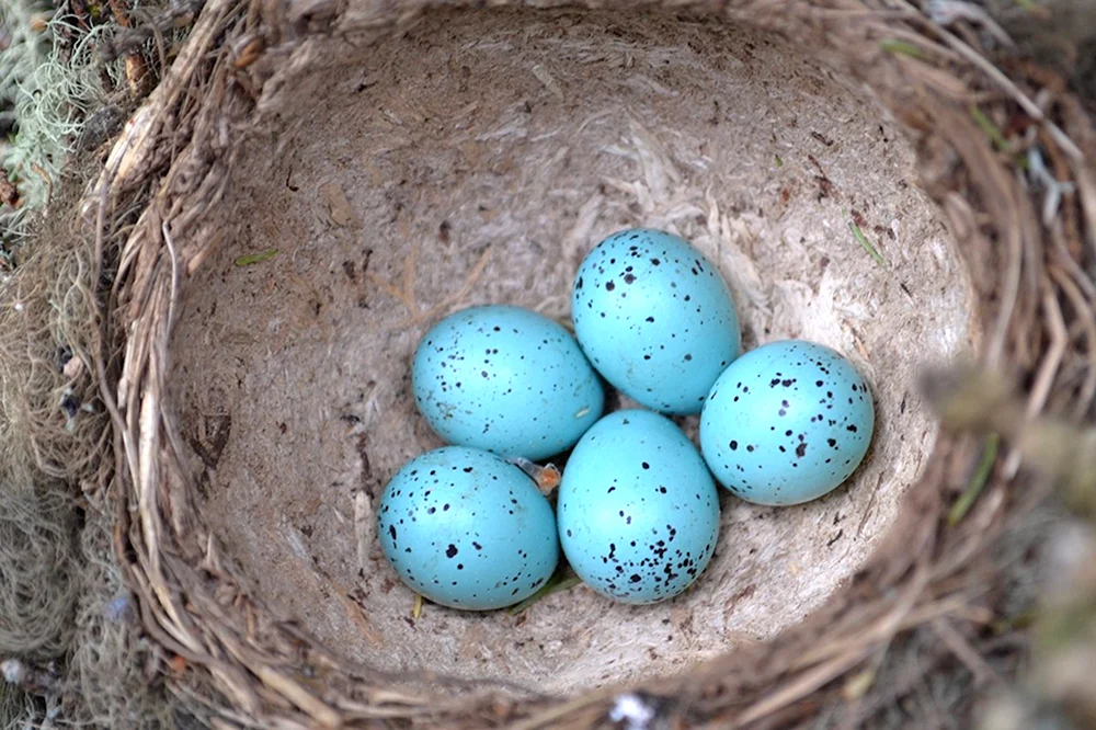 Wildvogel-Eier