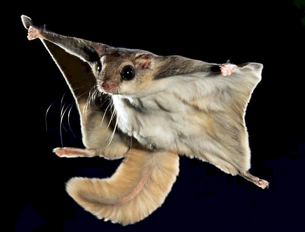 Das sibirische Flughörnchen