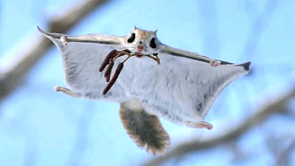 Das Flughörnchen Pteromys volans