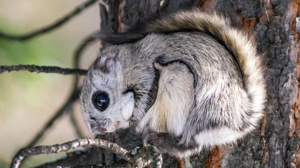 Japanisches Flughörnchen Momonga