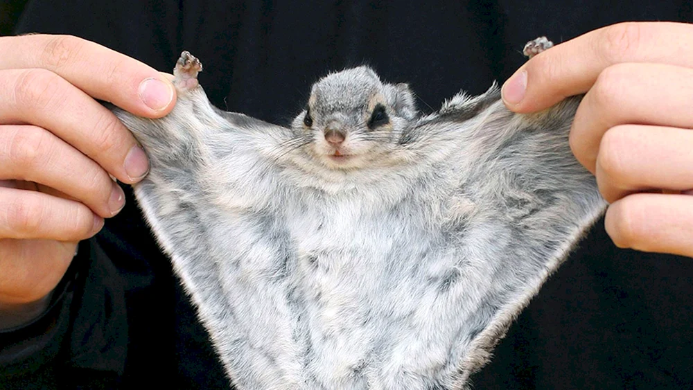 Japanisches Flughörnchen Momonga