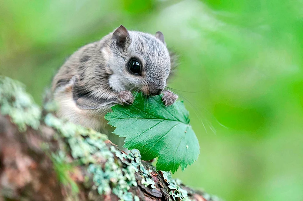 Sibirisches Flughörnchen Momonga