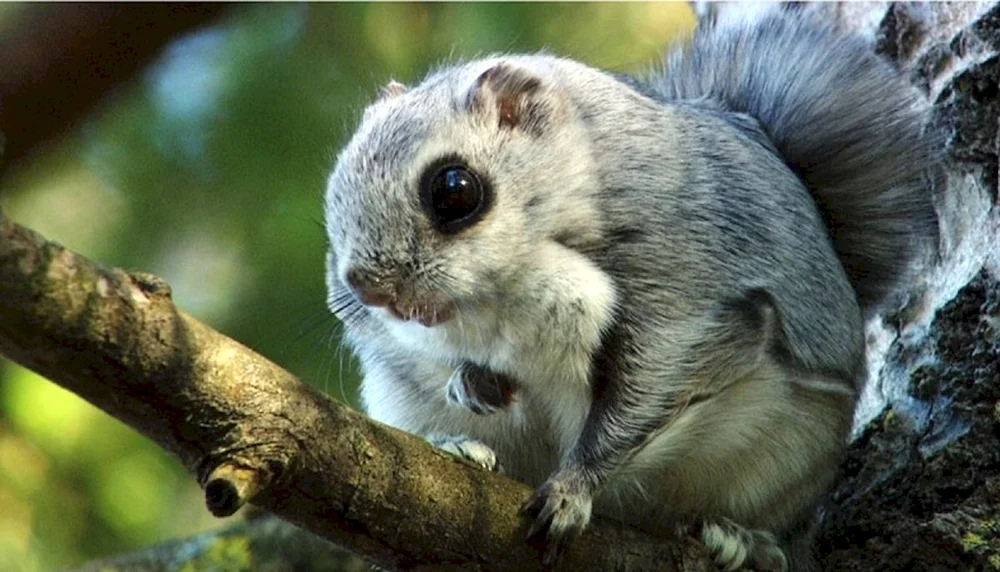 Sibirisches Flughörnchen