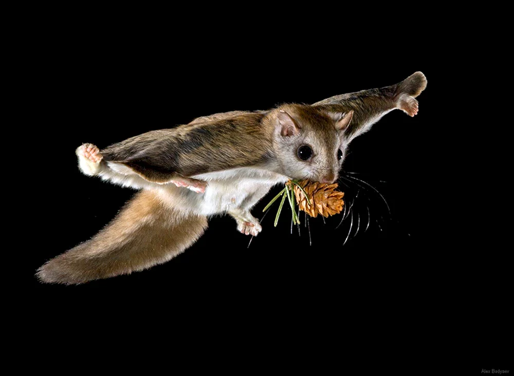 Das sibirische Flughörnchen. Pteromys volans