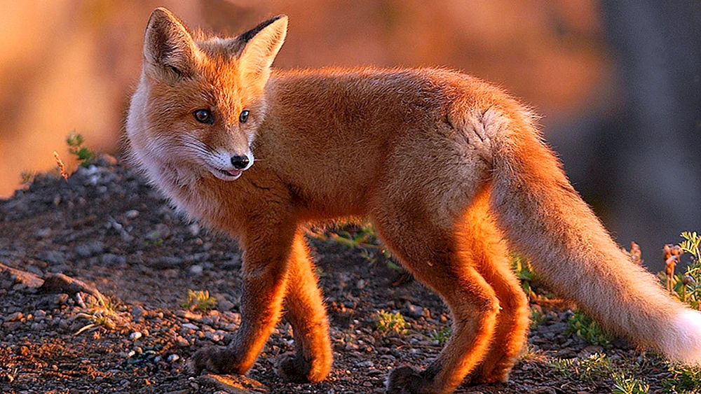 Juniper Fuchs