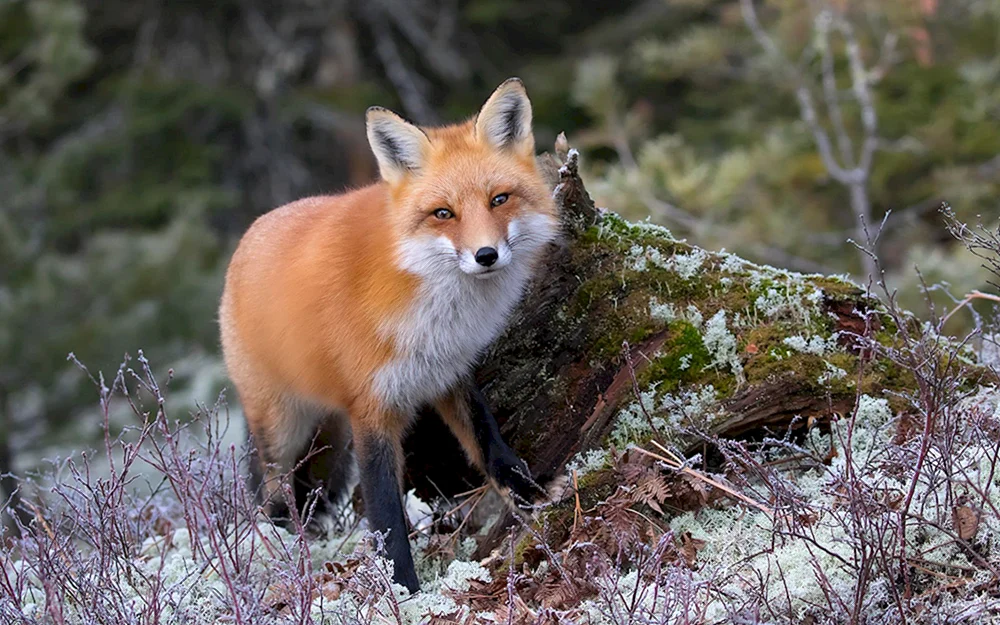 Der gemeine Rotfuchs
