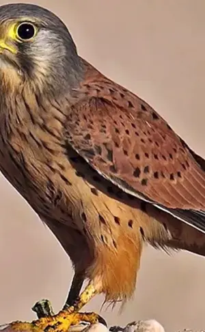 Turmfalkenküken Turmfalkenküken Turmfalkenküken Turmfalkenküken Turmfalkenküken Turmfalkenküken Turmfalkenküken Turmfalkenküken Turmfalkenküken Steppe