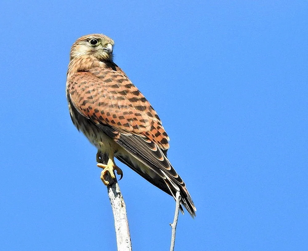 Falkenfalke