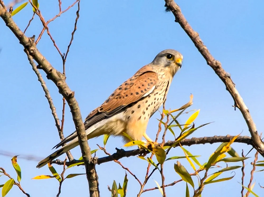 Amerikanischer Turmfalke