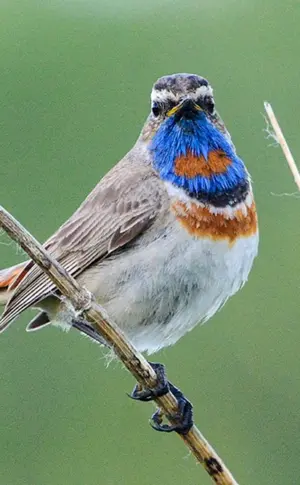 Blaukehlchen