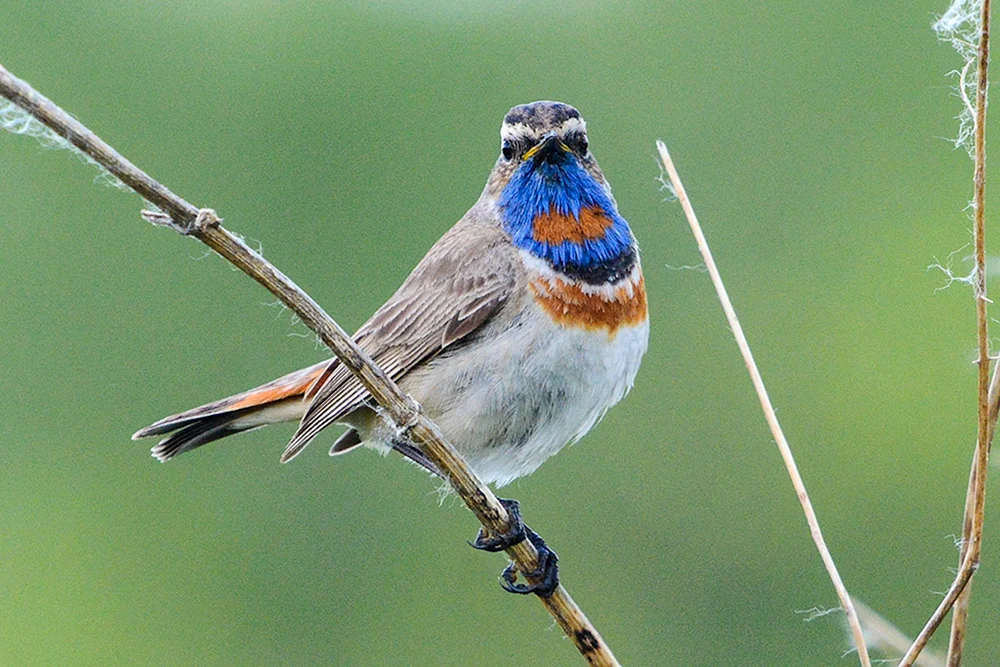 Blaukehlchen