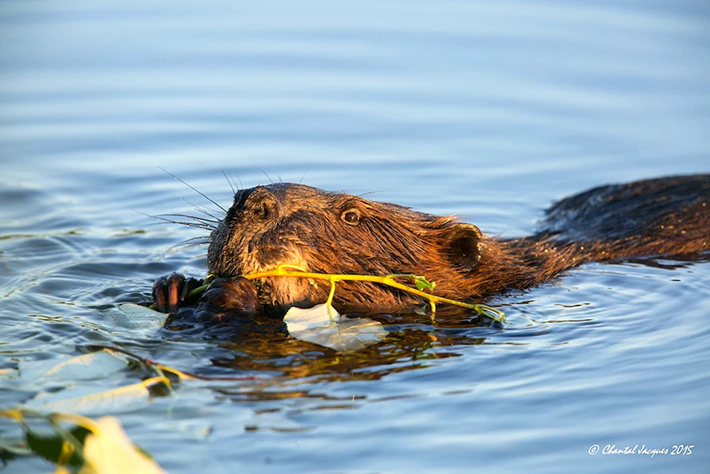Leben im Wasser