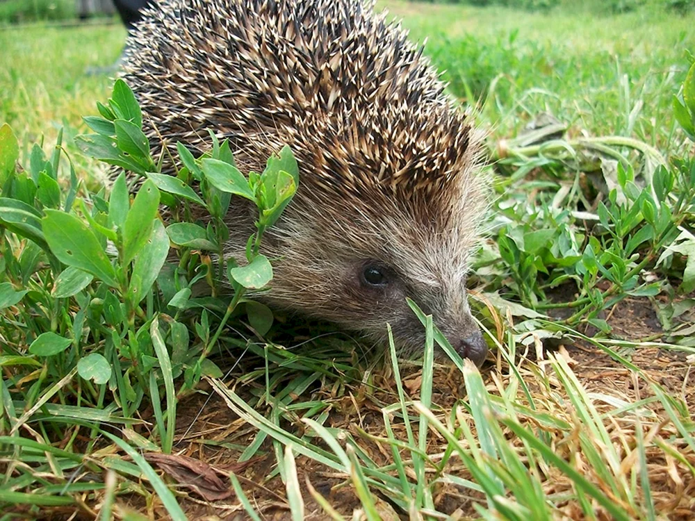Gewöhnliches Rehwild