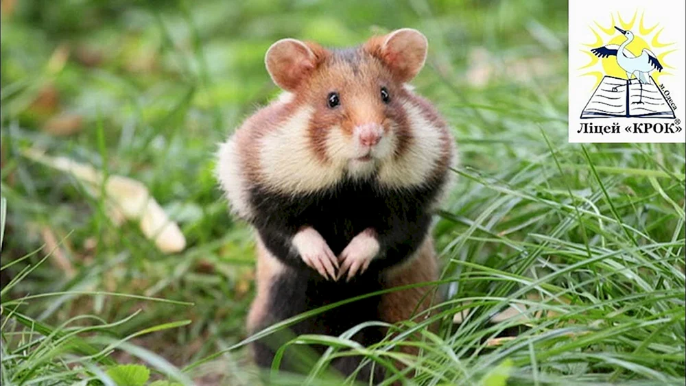 Wildhamster Karbysh schwarz