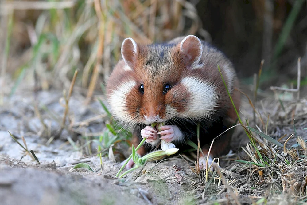 Gewöhnlicher Hamster Cricetus cricetus