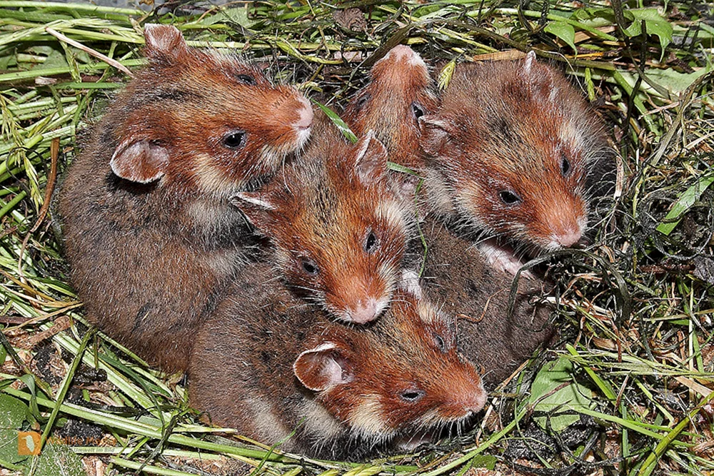 Wildhamster Karbysh. Hamster carbysch