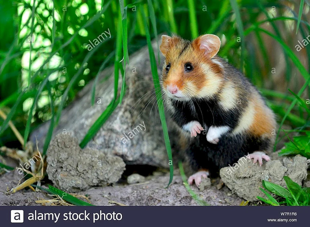 Gewöhnlicher Hamster Cricetus. Cricetus