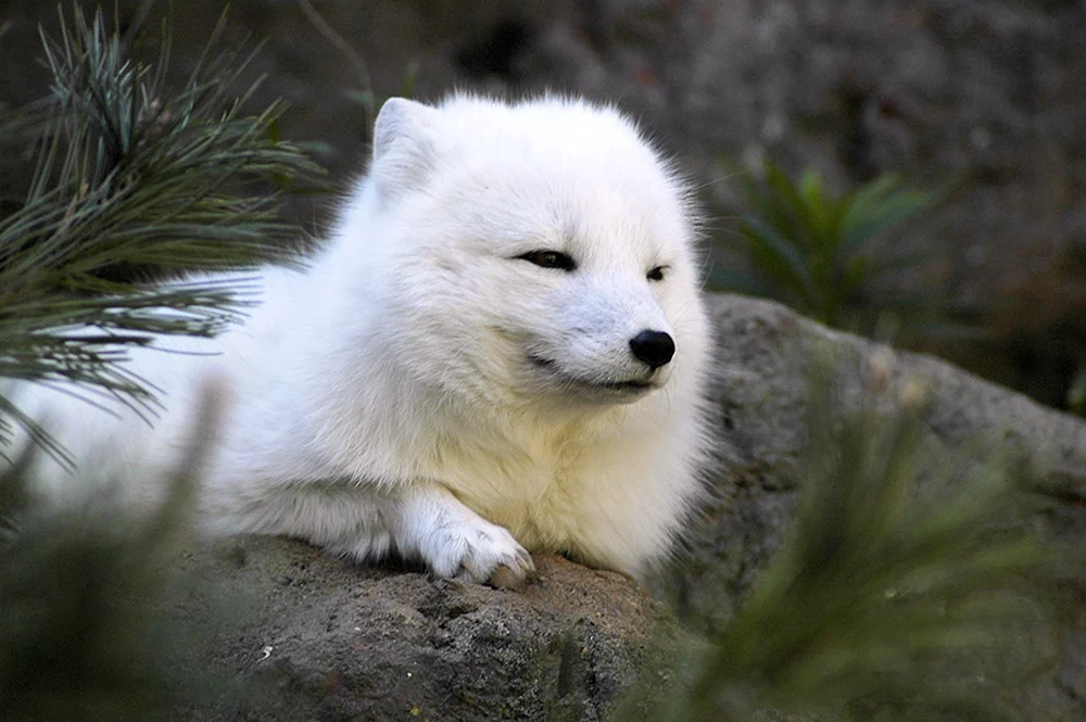 Polarfuchs