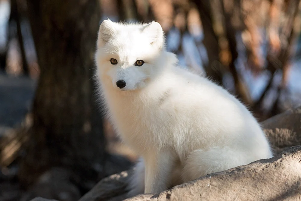 Polarfuchs