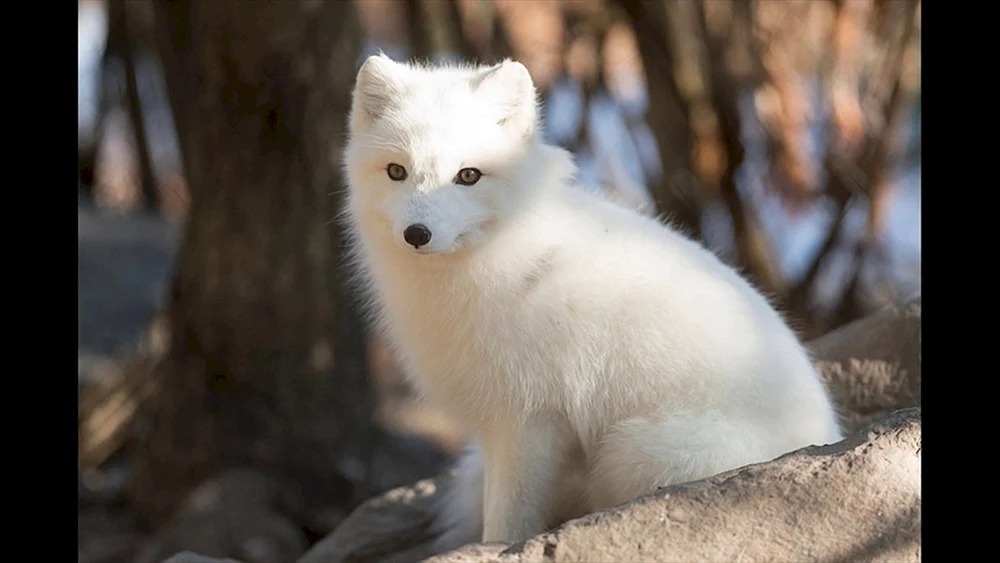 Polarfuchs