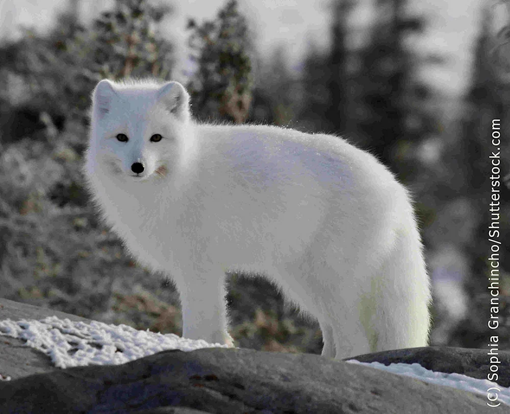 Polarfuchs