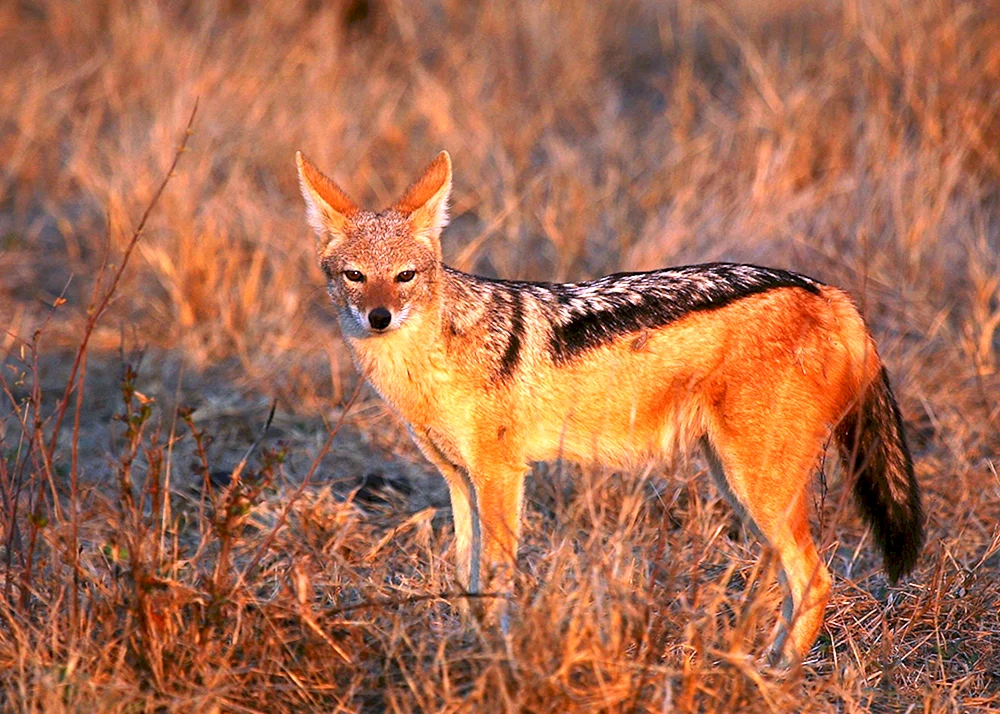 Midland jackal