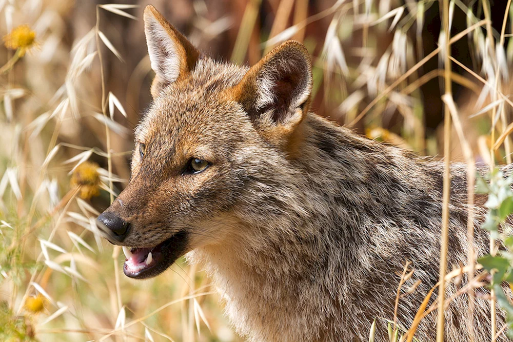 Gemeinsamer Schakal canis aureus